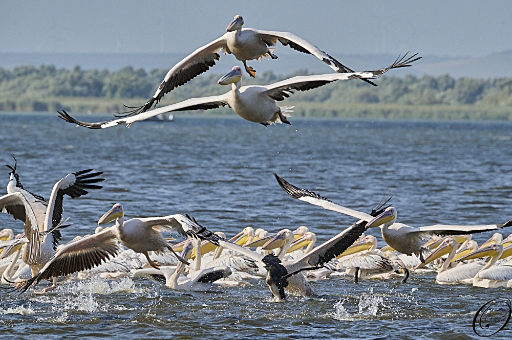 10 Pernul Marco Donaudelta NWV Exkursion 2024