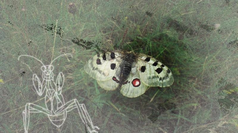 LMK NWV FG ENT Vortrag Insektensterben 2018 11 27 Fotomontage PGL klein