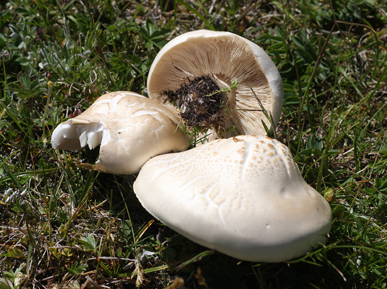 Almen Weichritterling G. Tritthart