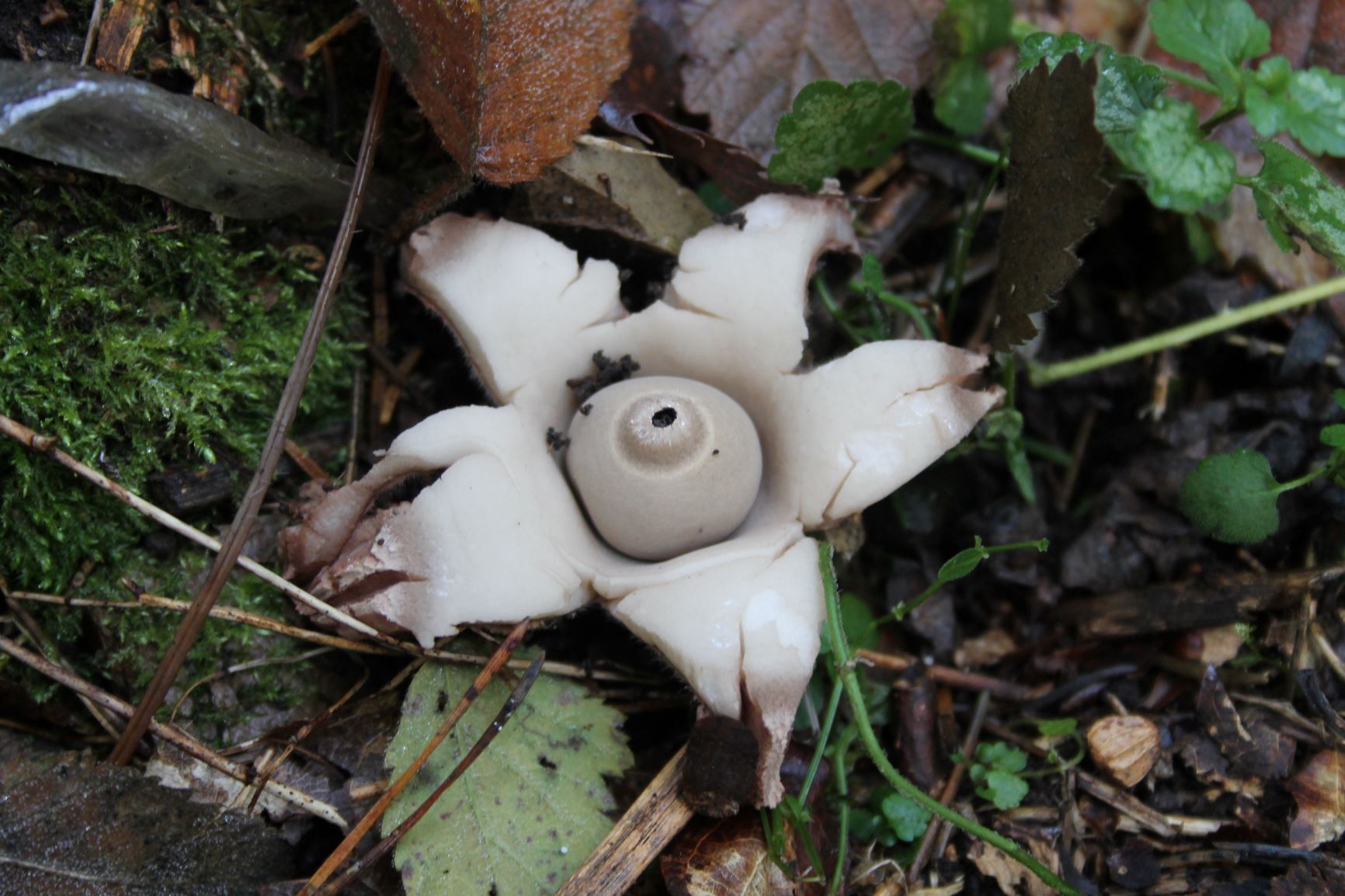 Flaschenerdstern geastrum lageniforme klein