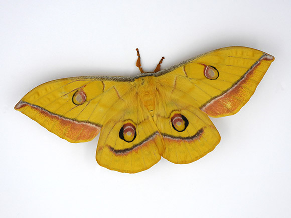 a yamamai laura waldner