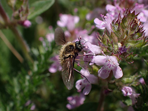 bombyliidae foto maynollo