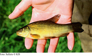 fische kaerntens2026